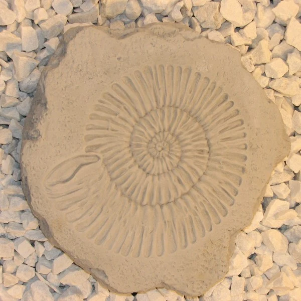 Ammonite Stepstone