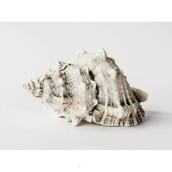 Bursa Wedding Shell Plaster Sculpture