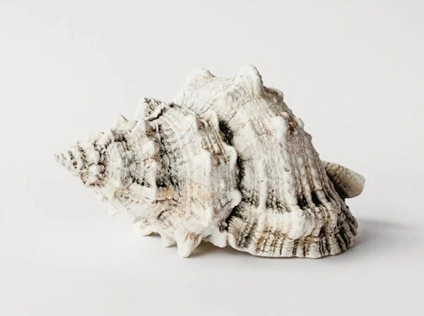 Bursa Wedding Shell Plaster Sculpture - Image 2