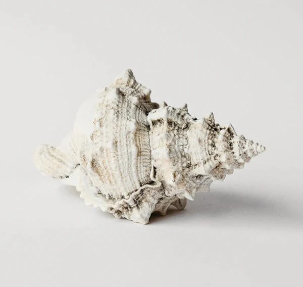 Bursa Wedding Shell Plaster Sculpture - Image 4