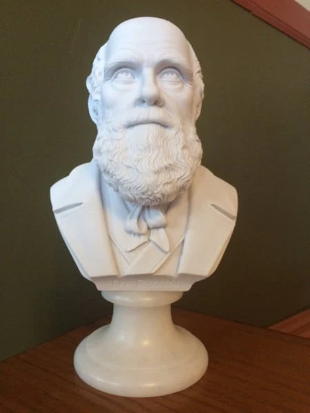 Bust of Charles Darwin Marble Sculpture - Image 3