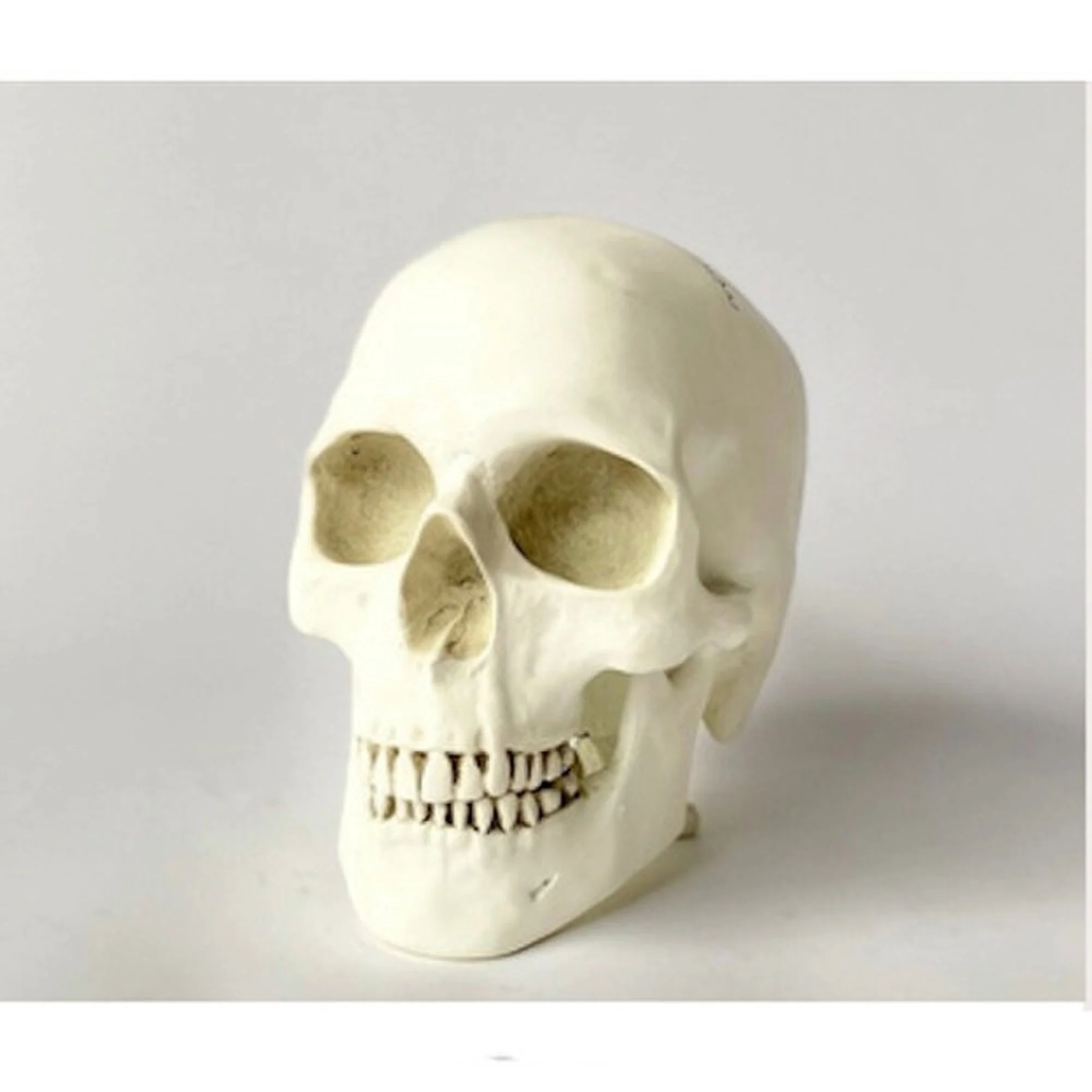 Human Skull Reproduction Sculpture