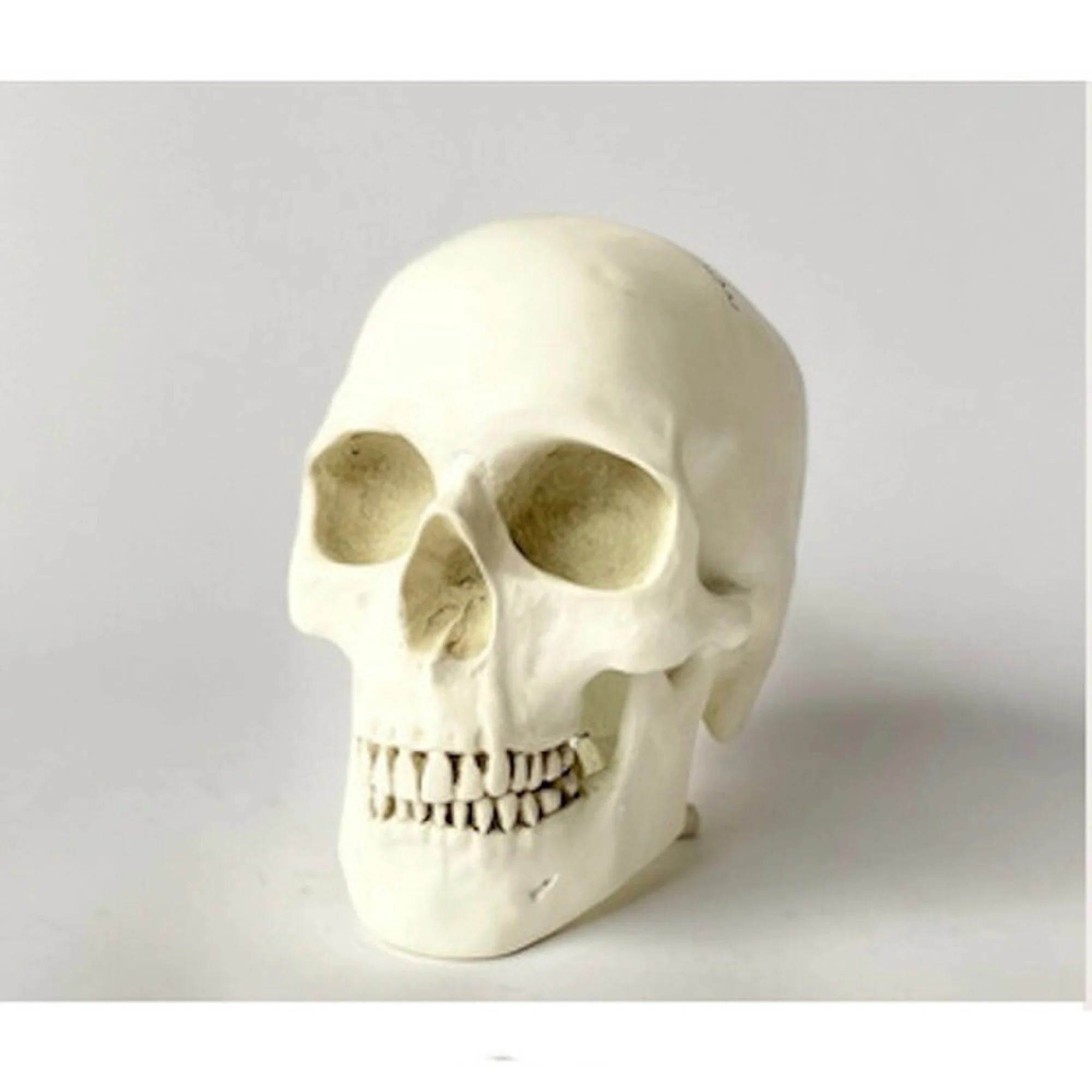 Human Skull Reproduction Sculpture - Image 3