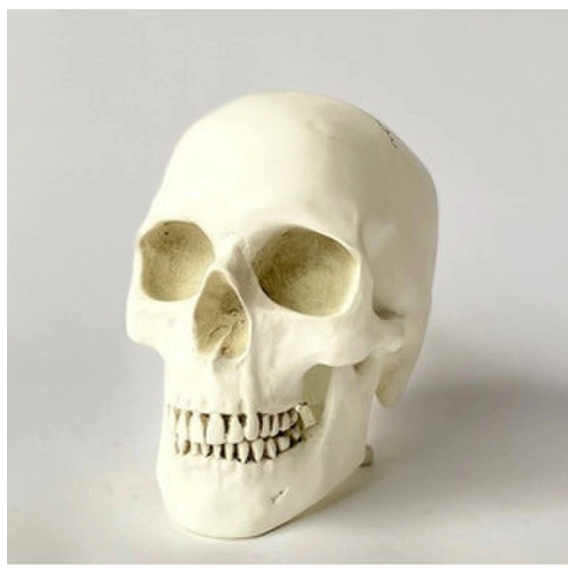 Human Skull Reproduction Sculpture - Image 6